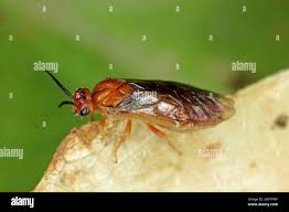 Attēlu rezultāti vaicājumam “Neodiprion sertifer”
