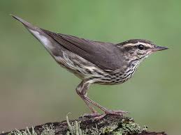 Image result for Seiurus noveboracensis