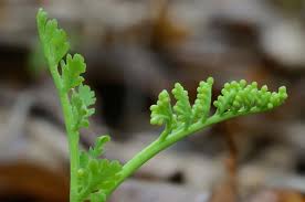Attēlu rezultāti vaicājumam “Botrychium matricariifolium”