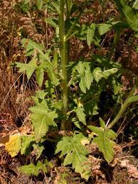 Attēlu rezultāti vaicājumam “Sisymbrium loeselii”