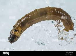 Attēlu rezultāti vaicājumam “Tipulidae larva”