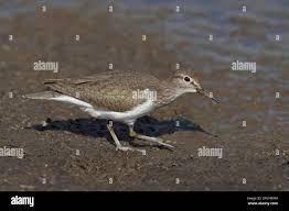 Attēlu rezultāti vaicājumam “Actitis hypoleucos adult”