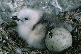 Attēlu rezultāti vaicājumam “Rissa tridactyla nest”