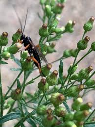 Attēlu rezultāti vaicājumam “Collaria arcyrionema young”