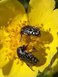 Attēlu rezultāti vaicājumam “Oxythyrea funesta imago”