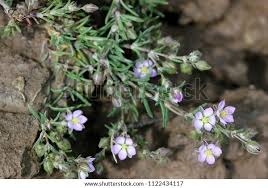 Attēlu rezultāti vaicājumam “Spergularia rubra leaf”