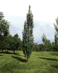 Attēlu rezultāti vaicājumam “Populus tremula”