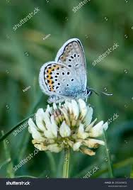 Attēlu rezultāti vaicājumam “Plebejus argus”