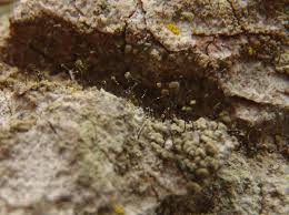 Attēlu rezultāti vaicājumam “Chaenotheca chrysocephala”