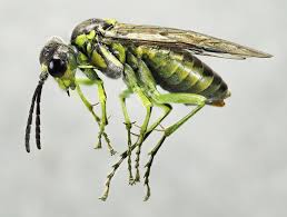 Attēlu rezultāti vaicājumam “Tenthredo campestris female”