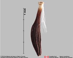 Attēlu rezultāti vaicājumam “Lactuca tatarica bud”