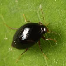 Attēlu rezultāti vaicājumam “Scaphisoma sp.”