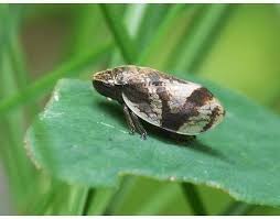 Attēlu rezultāti vaicājumam “Lepyronia coleoptrata”