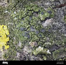 Attēlu rezultāti vaicājumam “Scoliciosporum chlorococcum”