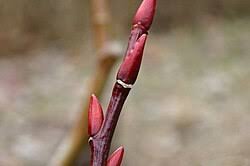 Attēlu rezultāti vaicājumam “Salix daphnoides subsp. acutifolia bud”