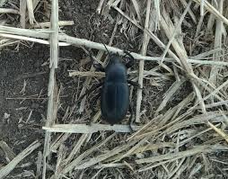 Attēlu rezultāti vaicājumam “Blaps mortisaga”