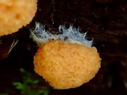 Attēlu rezultāti vaicājumam “Tubifera applanata”