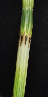 Attēlu rezultāti vaicājumam “Equisetum palustre”