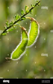 Attēlu rezultāti vaicājumam “Cytisus scoparius fruit”
