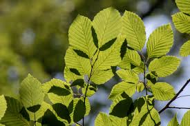 Attēlu rezultāti vaicājumam “Carpinus betulus leaf”