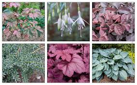 Attēlu rezultāti vaicājumam “Acer pseudoplatanus fo. purpurascens flower”