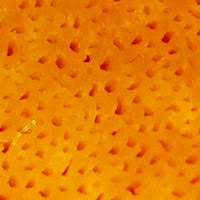 Attēlu rezultāti vaicājumam “Laetiporus sulphureus”