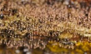 Attēlu rezultāti vaicājumam “Clastoderma debaryanum”