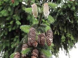 Attēlu rezultāti vaicājumam “Picea abies fruit”