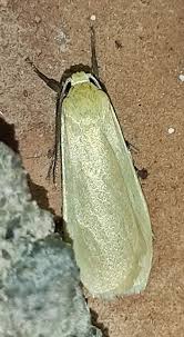 Attēlu rezultāti vaicājumam “Eilema sororcula”