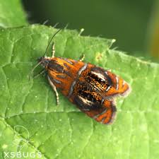 Attēlu rezultāti vaicājumam “Olethreutes arcuella”