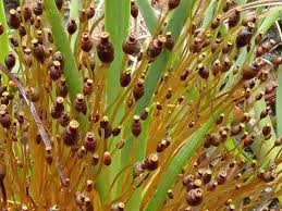 Attēlu rezultāti vaicājumam “Splachnum ampullaceum sporophyte”