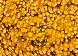 Attēlu rezultāti vaicājumam “Steccherinum ochraceum”