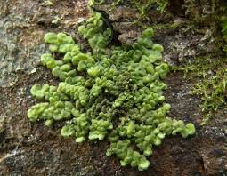 Attēlu rezultāti vaicājumam “Jungermanniopsida”