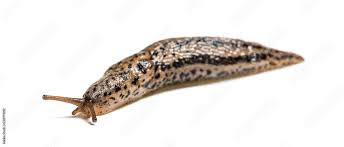 Attēlu rezultāti vaicājumam “Limax maximus”