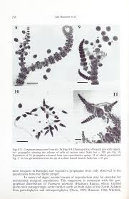Attēlu rezultāti vaicājumam “Ceramium sp.”