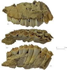 Attēlu rezultāti vaicājumam “Capra juvenile”