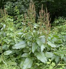 Attēlu rezultāti vaicājumam “Rumex obtusifolius”