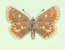 Attēlu rezultāti vaicājumam “Aricia artaxerxes  male”