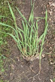 Attēlu rezultāti vaicājumam “Elytrigia repens”