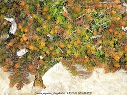 Attēlu rezultāti vaicājumam “Sedum rupestre”