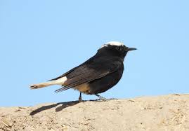 Image result for Oenanthe leucopyga