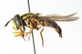 Attēlu rezultāti vaicājumam “Chrysotoxum sp.”