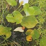 Attēlu rezultāti vaicājumam “Calla palustris fruit”