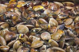 Attēlu rezultāti vaicājumam “Dreissena polymorpha”