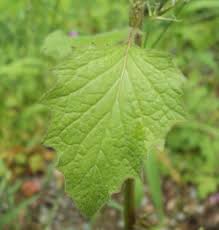 Attēlu rezultāti vaicājumam “Lapsana communis flower”