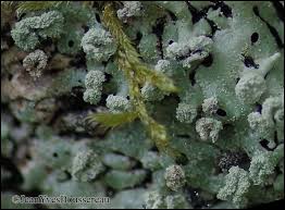 Attēlu rezultāti vaicājumam “Menegazzia terebrata”