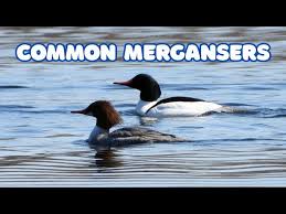 Attēlu rezultāti vaicājumam “Mergus merganser”