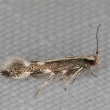 Attēlu rezultāti vaicājumam “Elachistidae”