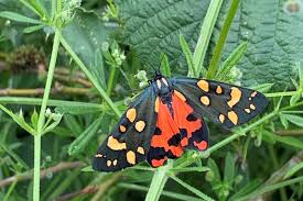 Attēlu rezultāti vaicājumam “Callimorpha dominula”