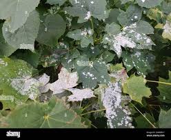 Attēlu rezultāti vaicājumam “Sawadaea tulasnei”